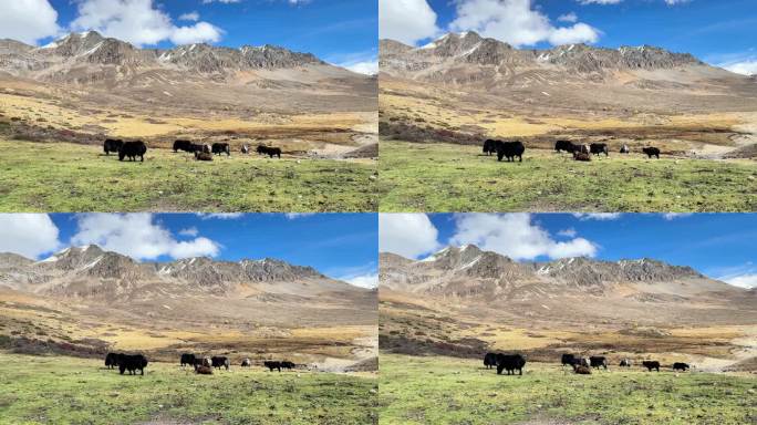 雪域高原草坪上牦牛群正在觅食 吃草 休息
