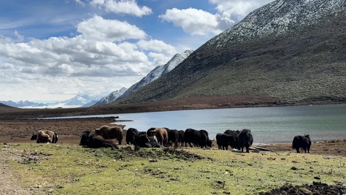 高原雪山山脉湖泊牦牛群悠闲的在草地上