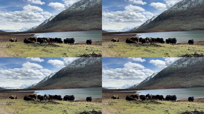 高原雪山山脉湖泊牦牛群悠闲的在草地上