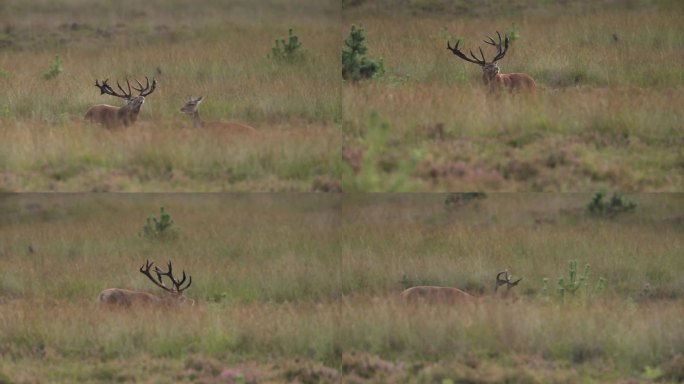中型跟踪拍摄，一只硕大的红鹿，长着巨大的鹿角，鼻子翘着，跑过草地，正在检查一只母鹿