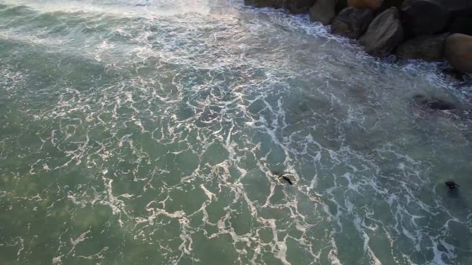小海豹在澳大利亚昆士兰州黄金海岸的沙嘴海滩风景优美的海洋中游泳——无人机拍摄