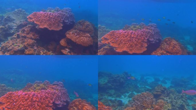 在皮皮岛的珊瑚礁中浮潜，与各种颜色的珊瑚鱼在一起。泰国普吉岛有各种颜色的珊瑚鱼。充满活力和色彩斑斓的