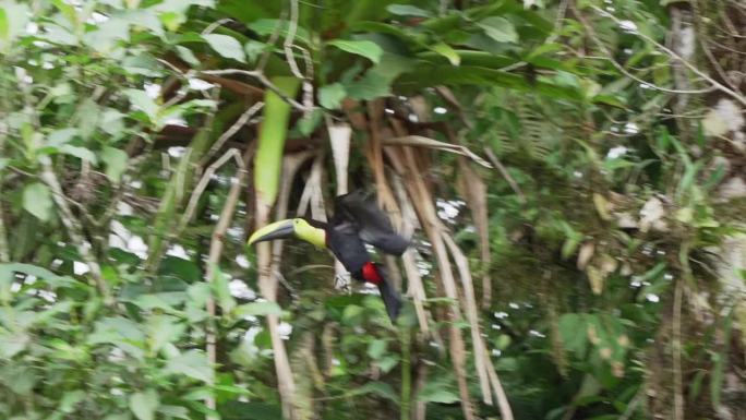 板栗下颚巨嘴鸟或斯温森巨嘴鸟，Ramphastos ambiguus swainsonii，是黄喉巨