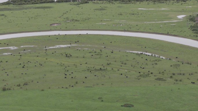 大草原上的牦牛