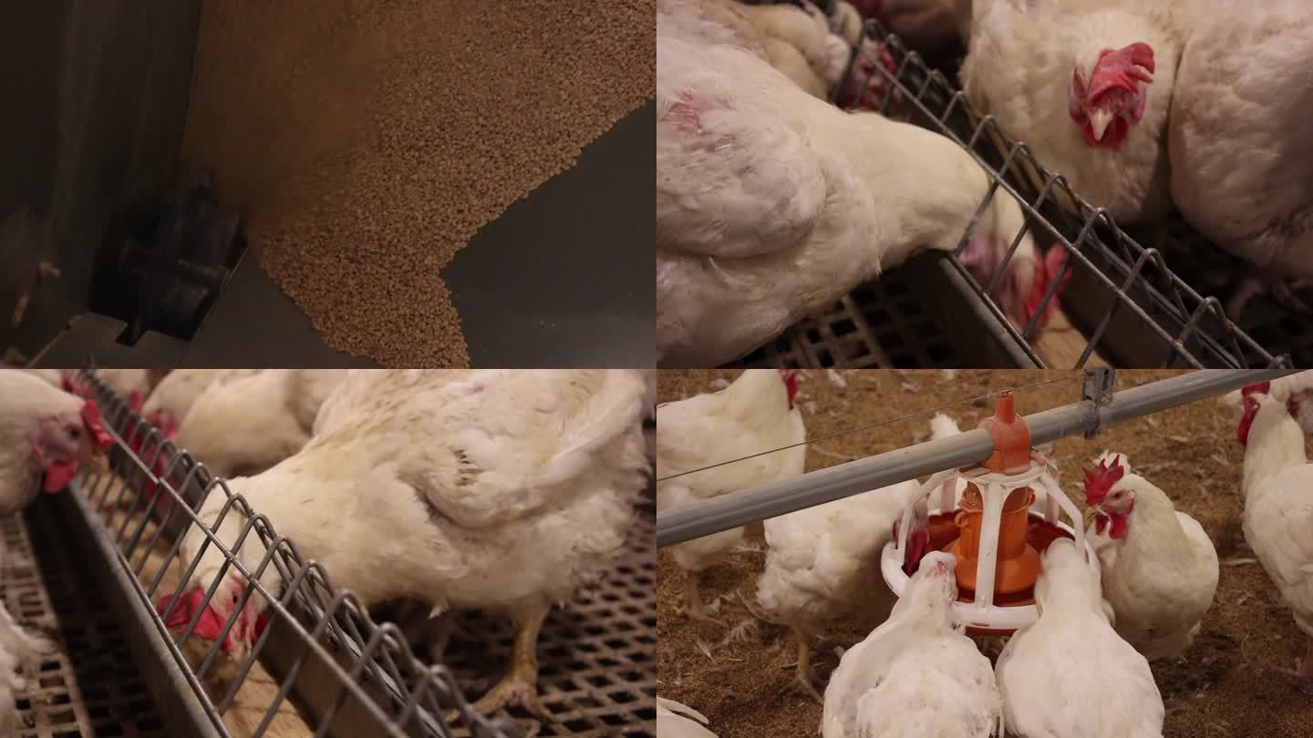 鸡养鸡蛋鸡种鸡大型现代化养殖场