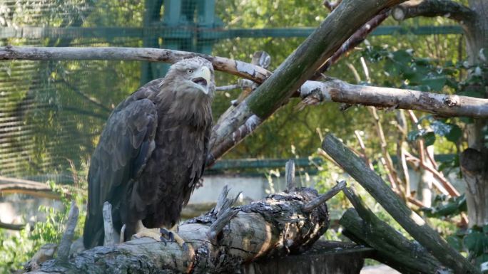 获救的美丽:一只被捕获的鹰，一个雄伟的幸存者，提醒我们保护和全球变暖意识的重要性。