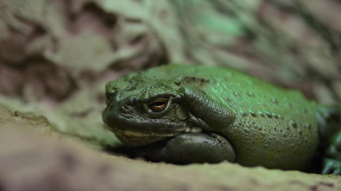 又大又胖的青蛙在动物园干燥的玻璃容器里安静地休息