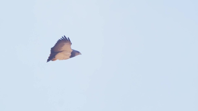 黑胸秃鹰在与眼睛齐平的地方滑翔，白色在展示