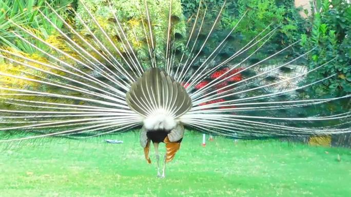 一只跳舞的孔雀在白天的户外看起来很漂亮。孔雀在扇尾巴。