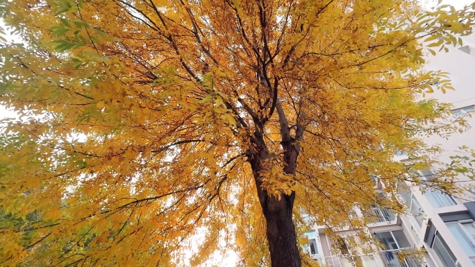 一棵长满黄叶的树