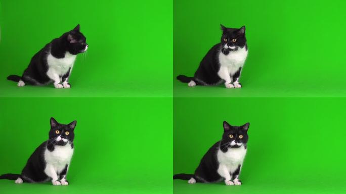 绿色背景4K视频屏幕上的大型黑白猫小猫。