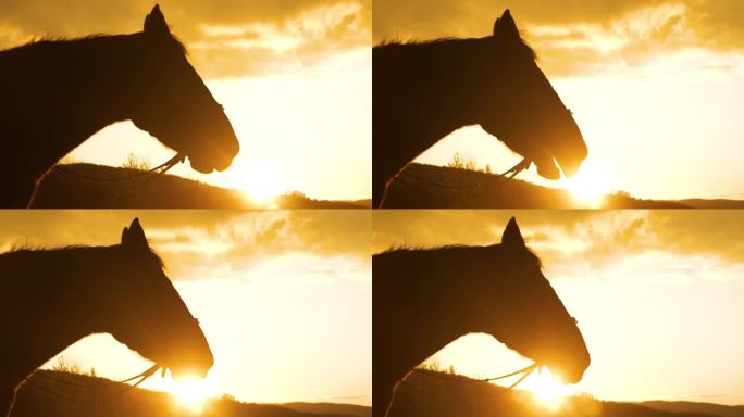剪影，特写，镜头光晕黑色的种马在金色的黄昏中呼吸