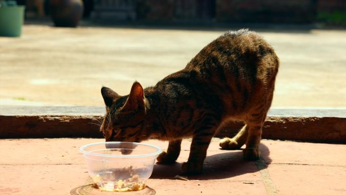 猫家猫喂猫门口喂猫