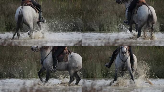法国卡马尔格的马在沼泽地上奔跑