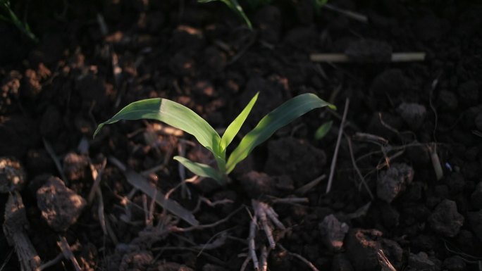 幼苗 植物 绿植 玉米 土地 单株