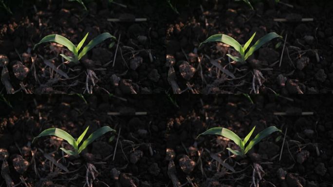 幼苗 植物 绿植 玉米 土地 单株