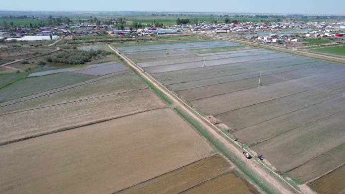 北方水稻田航拍 水稻田 大青山下