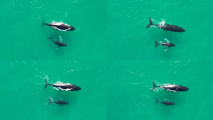 无人机空中南露脊鲸和幼崽海洋哺乳动物海洋生物旅游海湾肯普西新月头新南威尔士州澳大利亚4K
