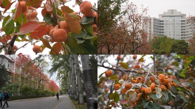 美丽校园北京理工大学