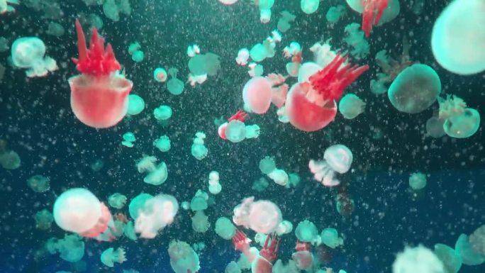 水母在深海中，水中有许多水母，水母成群。色彩斑斓的水母。