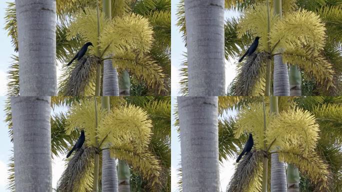 在一个温暖阳光明媚的夏日，热带巴哈马，一只美丽的黑色船尾白头鸦栖息在一棵异国情调的棕榈树叶子上，环顾