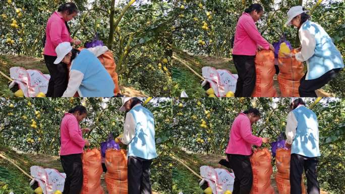 沙田柚果园果林丰收场景采摘装袋包装打包