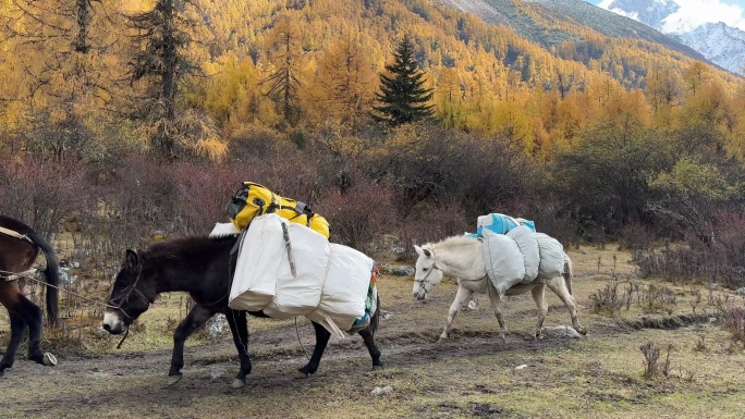 马帮 马匹驮物资 高原地区马匹运输物资