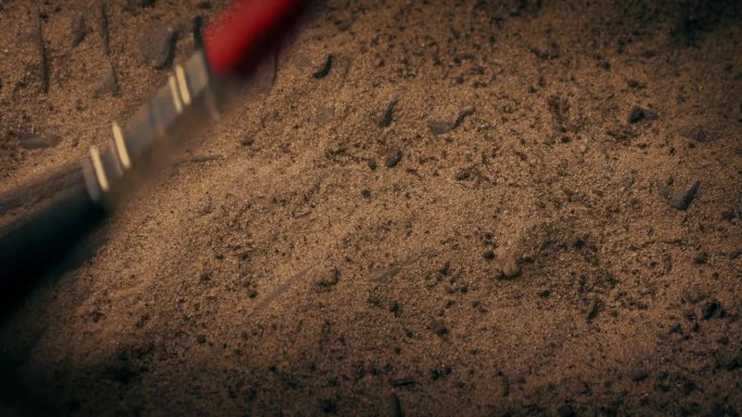 考古学家在沙子下发现了化石
