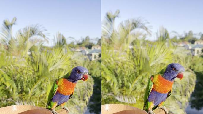 一段鹦鹉的视频是在一块木头的末端看向一边。绿棕榈树后面的鸟。澳大利亚昆士兰黄金海岸