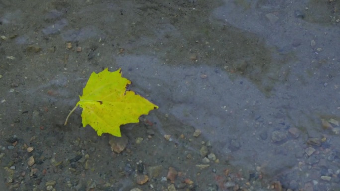 黄色的落叶漂浮在水面上。