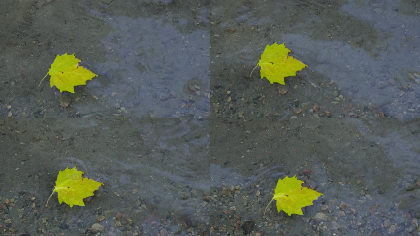 黄色的落叶漂浮在水面上。