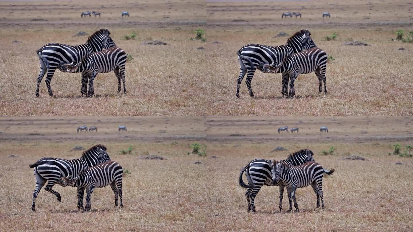 马赛马拉国家保护区草原上的斑马小马驹正在吃母亲的奶