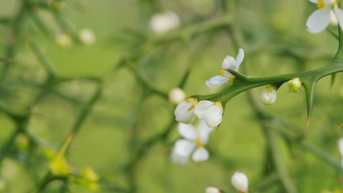 枳壳Trifoliata。白色的花橙色。日本苦橙。关闭了。