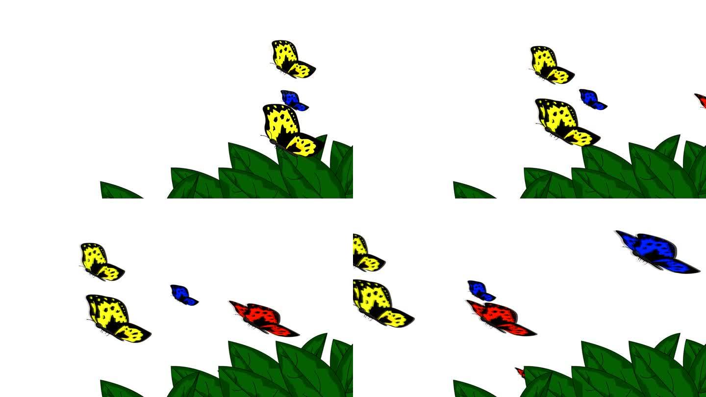 蝴蝶与白色背景飞行的动画视频，昆虫，自然。