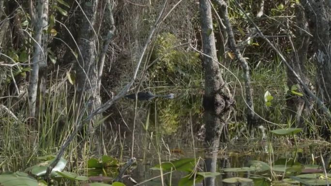 在一个温暖的阳光明媚的日子里，迈阿密附近的佛罗里达大沼泽地被红树林和其他植物包围着，一只鳄鱼的头在阴