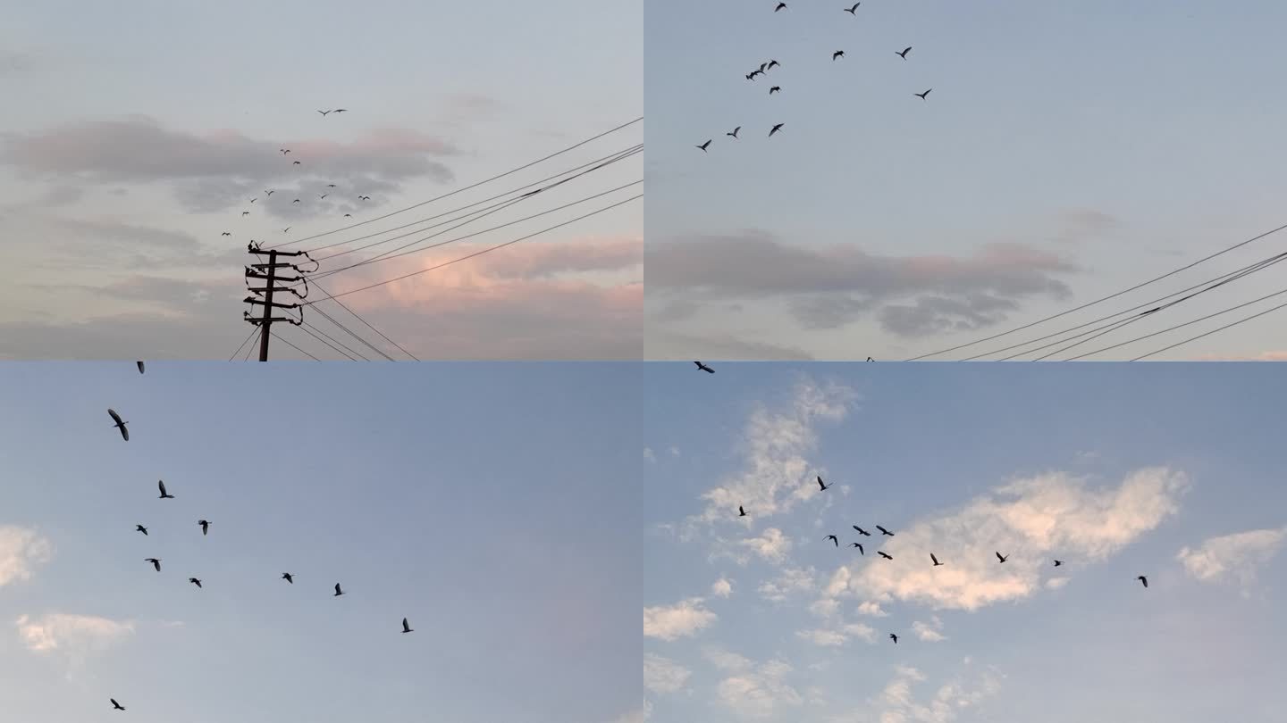 天空一群鸟儿飞翔