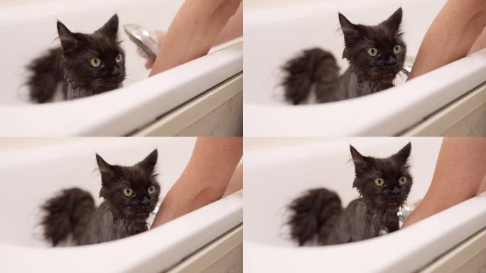 男人给猫洗澡。猫洗澡。
