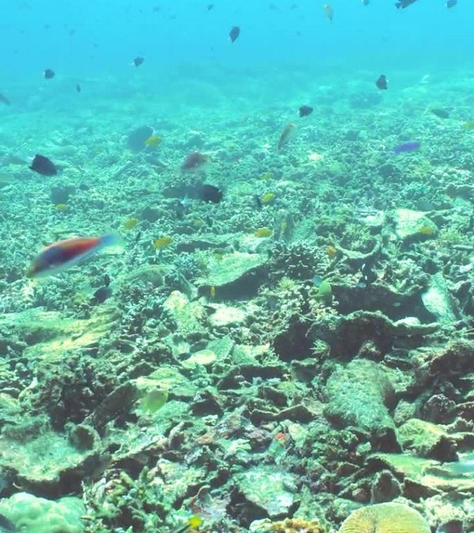 珊瑚礁的海底世界。诗巴丹岛Semporna。马来西亚。