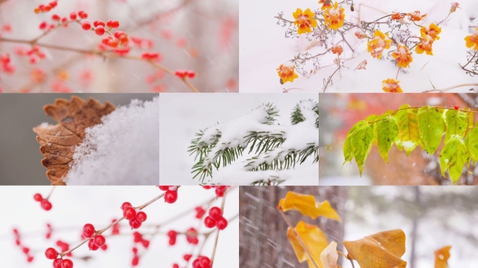 暴雪中唯美的植物 唯美雪景 水墨风雪景