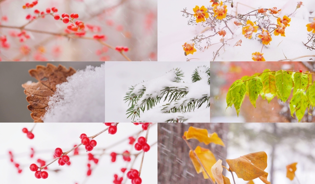 暴雪中唯美的植物 唯美雪景 水墨风雪景