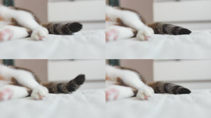 生气的猫猫躺在床边摇尾巴
