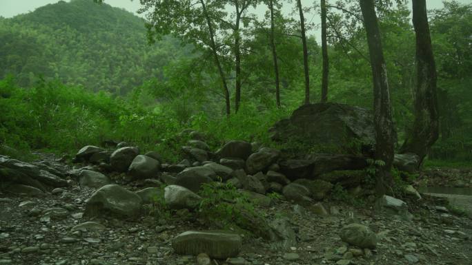 实拍下雨小溪竹林