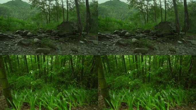 实拍下雨小溪竹林