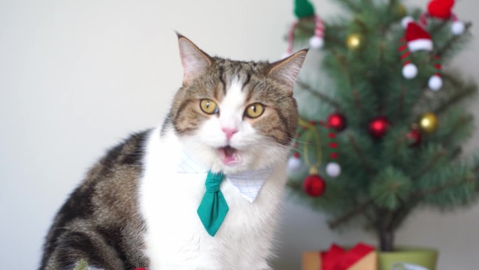 慢动作苏格兰虎斑猫戴绿色领带坐在桌子上与圣诞树礼盒