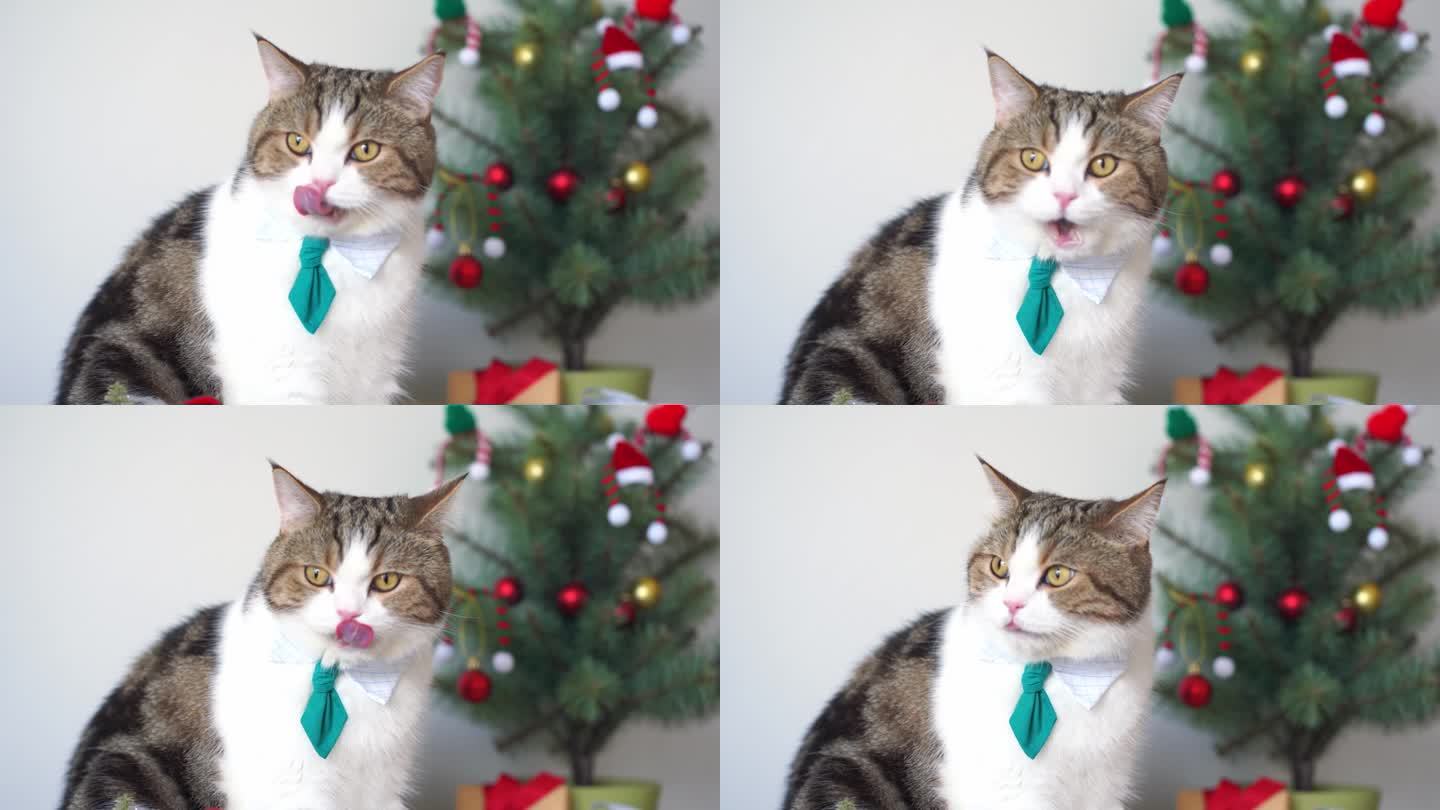 慢动作苏格兰虎斑猫戴绿色领带坐在桌子上与圣诞树礼盒