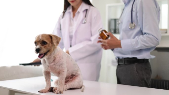 兽医检查狗，讨论狗药。