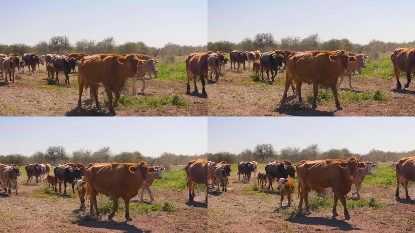 牛和小牛群走过干旱的农田