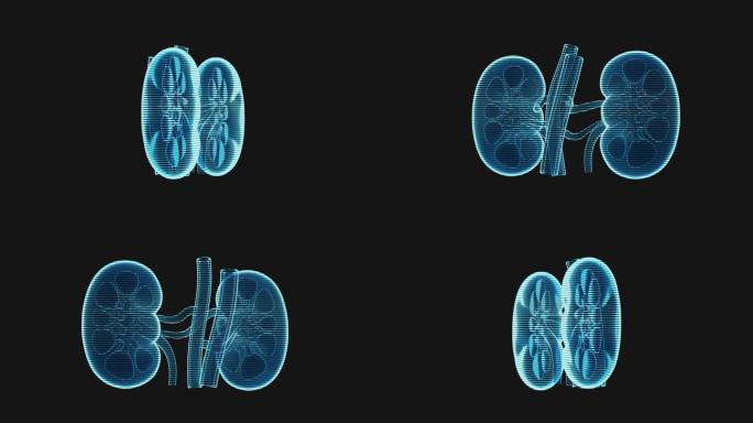 肾脏全息影像效果图3D渲染