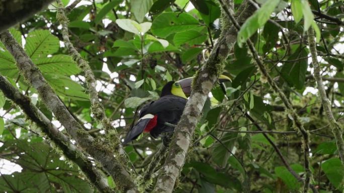 板栗下颚巨嘴鸟或斯温森巨嘴鸟，Ramphastos ambiguus swainsonii，是黄喉巨