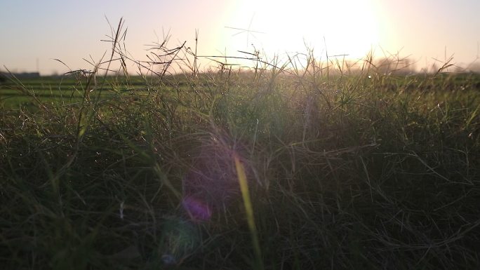 草地 草坪 傍晚 温馨 清新